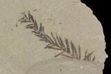 Metasequoia (Dawn Redwood) Fossils - Montana #89397-1